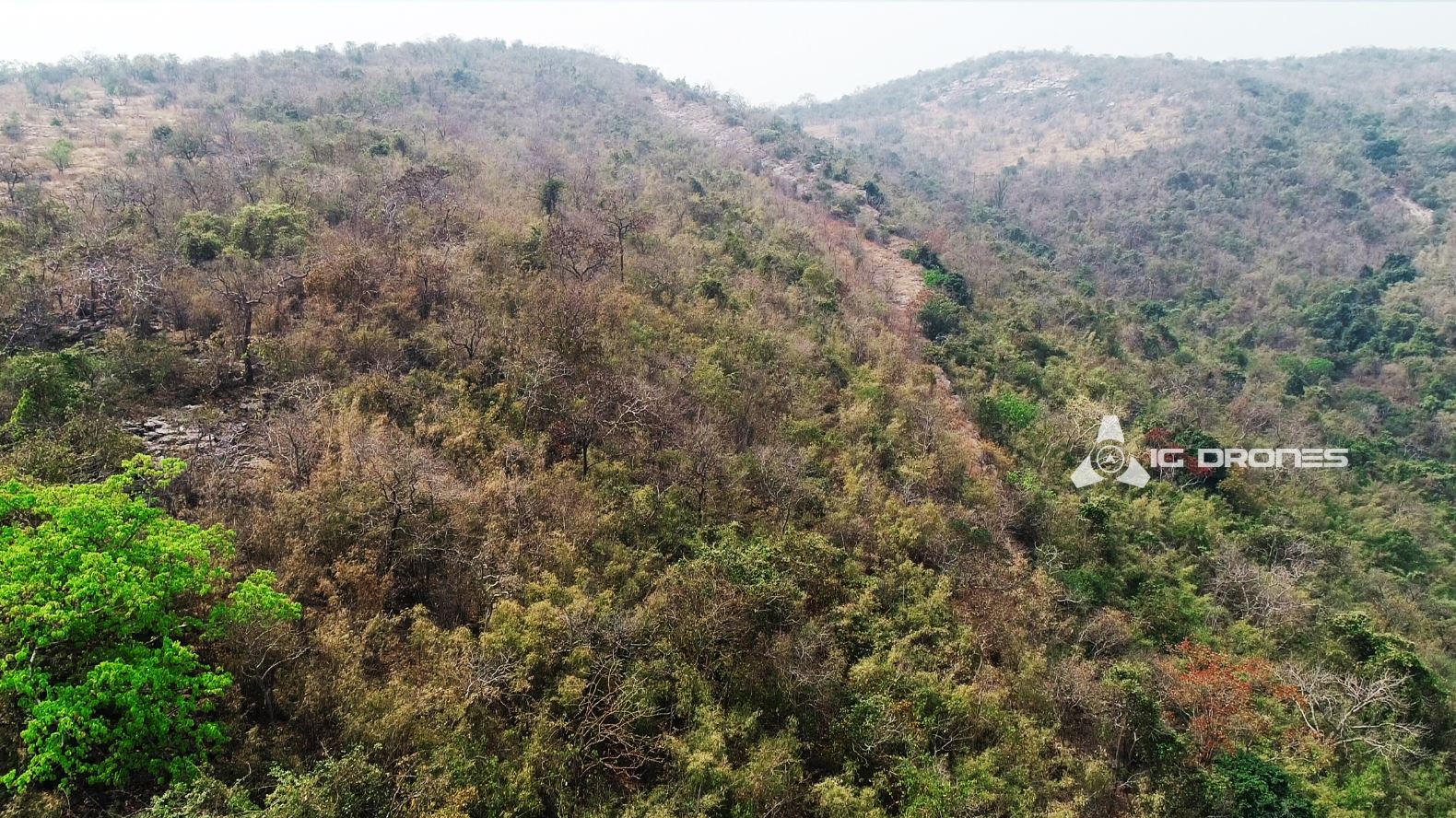 IG Drones Forest & Wildlife